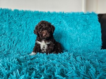 LAGOTTO ROMAGNOLO-brown, with super ped. FCI - 11