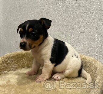 Jack russel terier - 11