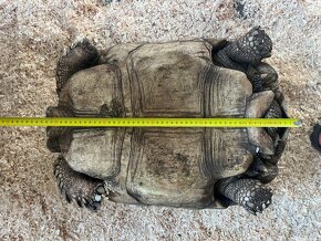 Korytnačka Ostrohatá (Centrochelys sulcata) - 11