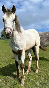 Ročná Appaloosa kobylka - 11