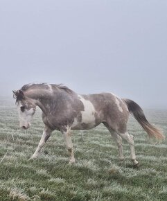 APH APHA PAINT HORSE ŽREBCE pripúšťanie - 11