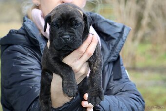 Šteniatka Cane Corso - 11