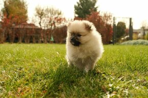 Predám šteniatka pomeranian - 13.11. už len dve - 11