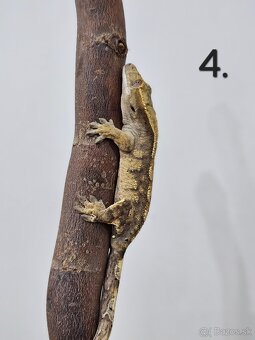 Pagekón riasnatý - Correlophus ciliatus - 11