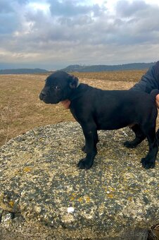 Šteniatka Cane Corso - 11