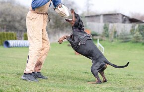 DOBERMAN štěňata s PP (CZ) čierne sučky - 11