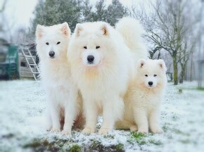 Samojed s PP LA TORRE ROJA - 11