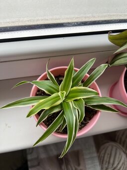 Aloe Vera, zelenec, tradescantia - 11