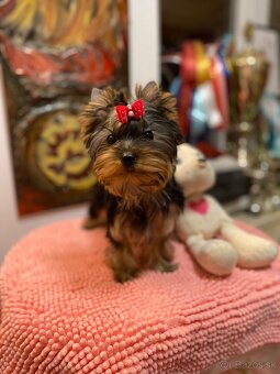 Yorkshire Terrier, york, mini Yorkshire, Jorksirsky terrier - 11