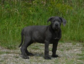 Cane Corso s PP (FCI) - 11