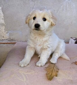 Darujem rozkošné šteniatka - mix špic / labrador - 11