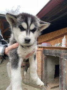 Šteniatka Husky - 11