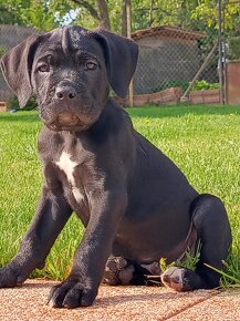 Cane Corso s PP - 11