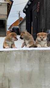 Akita inu - 11