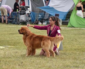 GOLDEN RETRIEVER-zlaty retrivr, zlaty retriever , american - 11