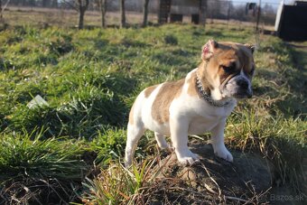 Exotic bully - 11