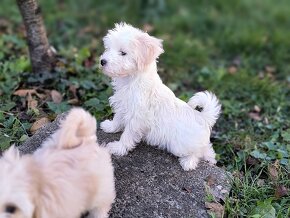 Maltipoo - 11