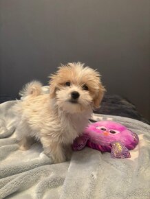 Maltipoo - 11