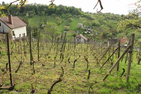 Predaj vinohradníckeho domčeku s vinohradom v Skalici - 11