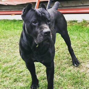 Cane corso - 11