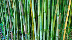 Palice - bambusové tyče vhodné na dekoráciu vytvorenie záste - 11
