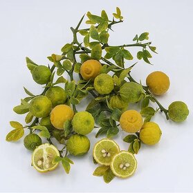 Vonkajší CITRUS do-27℃ 5€ - AKCIA 3+1 - 11