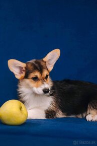 Welsh Corgi Pembroke - 11