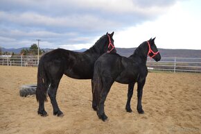 Kobyly na predaj - Percheron - 11