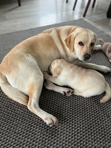 Krásne čistokrvné šteňa labradorského retrievera s rodokmeňo - 11