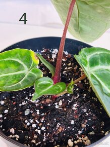 Anthurium clarinervium - 11