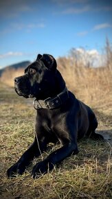 Cane Corso FCI Errant of North - 11