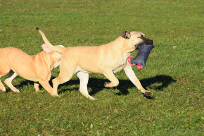 boerboel Ballotada - 2 krásné feny -6měsíců - 11