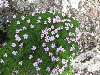 Androsace sempervivoides a iné skalničky - 11