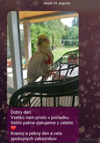 kšíry, traky pre rozne druhy papagajov - 11