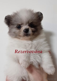 Pomeranian šťeňátka s PP - 11