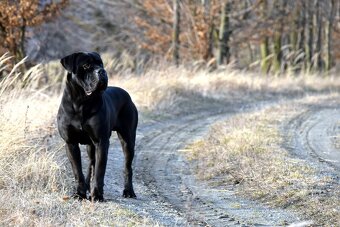 Cane Corso štěňata s FCI PP - 11