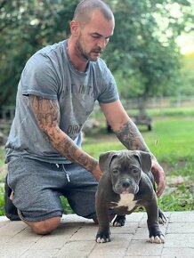 American Bully Pocket - 11