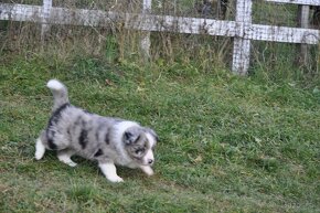 Border kólia/Border Collie/ - 11