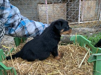 Rotvajler, rottweiler, rtw - 11