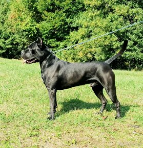 Cane Corso s PP - 11