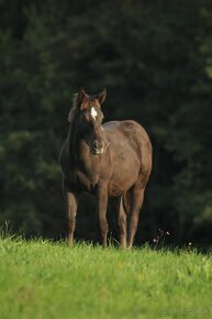 Black Appaloosa colt - 11