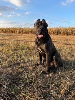 BANDOG,BANDOGGEE MASTIFF,AMERICAN BANDOG MASTIFF NA KRYTIE - 11