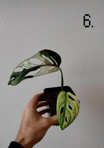 Monstera adansonii variegata - 11