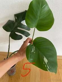 Rastlinky Monstera Albo Variegata - Panašovaná monstera - 11