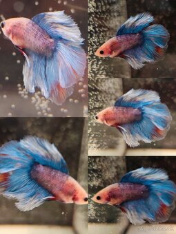 Betta Splendens - Bojovnica Pestrá. - 11