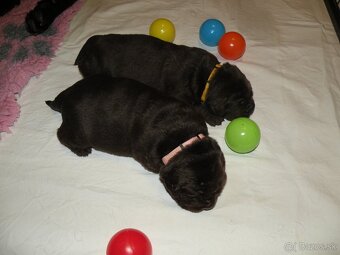 Labrador retriever -  čokoládové šteniatka s PP - 11