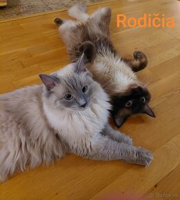 Ragdoll mačiatka - 11