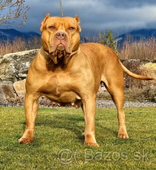 American bully xl - 11