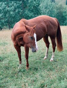 Predám kobylku quarter horse QH - 11