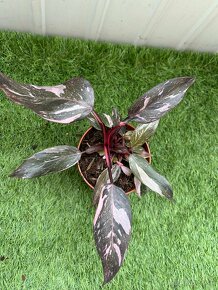 Philodendron pink Princess - 11